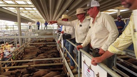 ray white casino cattle sales|Livestock .